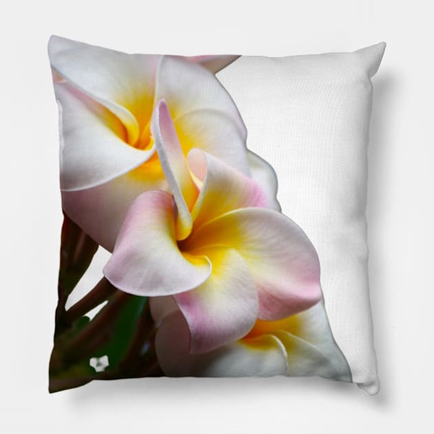 Plumeria Flower Pillow by Art by Eric William.s