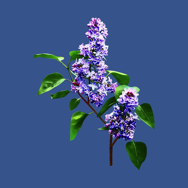 Lilacs - Spray of Lilacs by SusanSavad