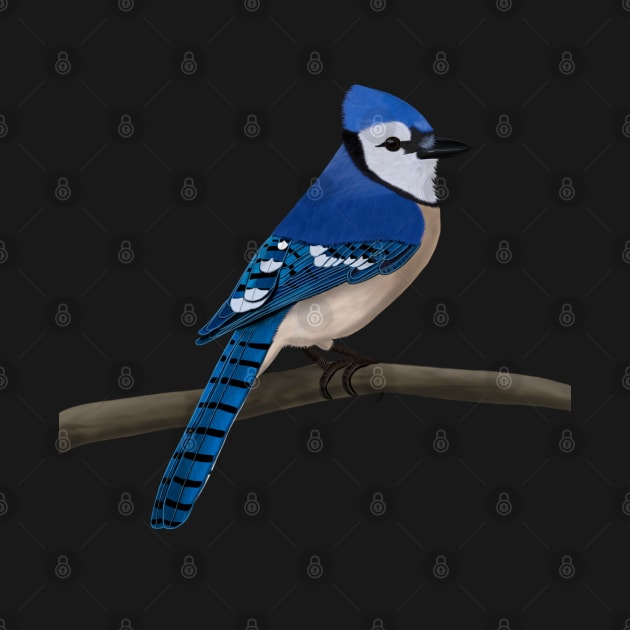 Blue Jay Bird Illustration by jzbirds