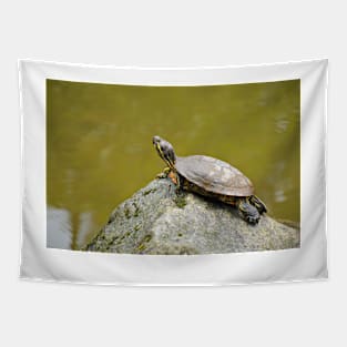 Turtle Tapestry