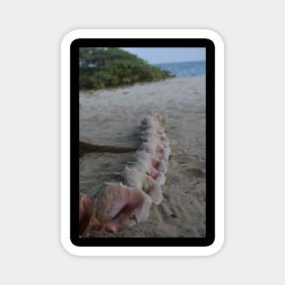 Queen Conchs on the Beach Magnet