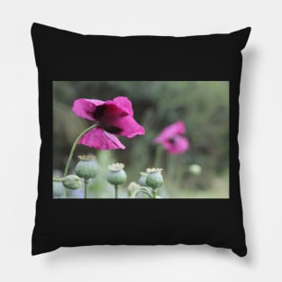 Magenta Poppies Pillow