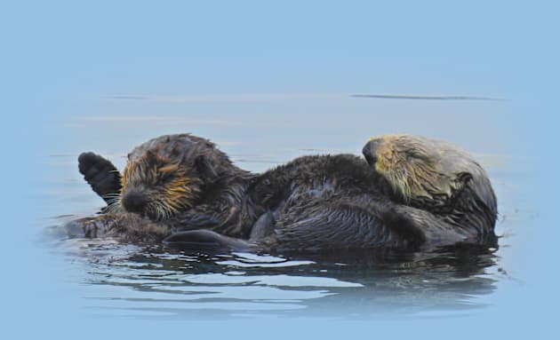 Wildlife gifts, mama sea otter and her babe Kids T-Shirt by sandyo2ly