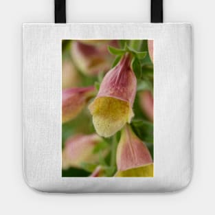 Digitalis  &#39;Polkadot Pandora&#39;  Foxglove Tote