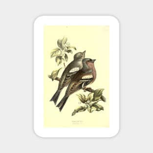 Chaffinch Magnet