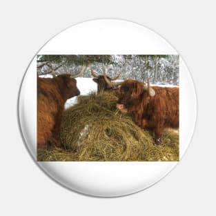 Scottish Highland Cattle Cows 1910 Pin