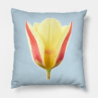 Tulipa &#39;Gluck&#39;  Kaufmanniana  Tulip Pillow