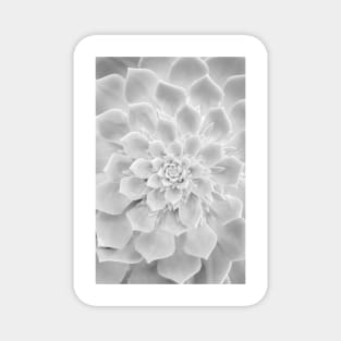 White Succulent Plant Magnet