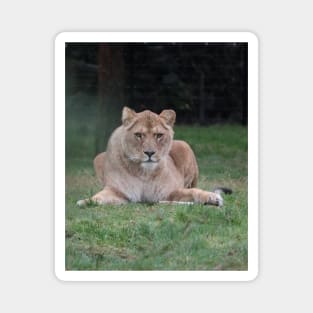 A lion looking straight at you, photo. Magnet