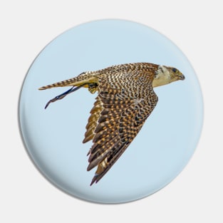 Falconers Falcon Pin