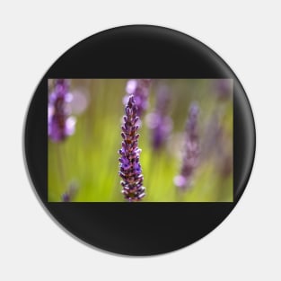 Purple lavender flowers Pin