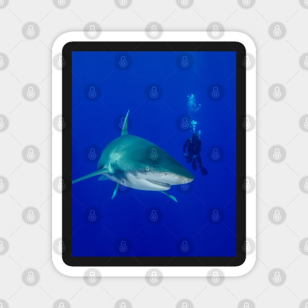 Scuba Diver and Oceanic White Tip Shark Magnet by jbbarnes