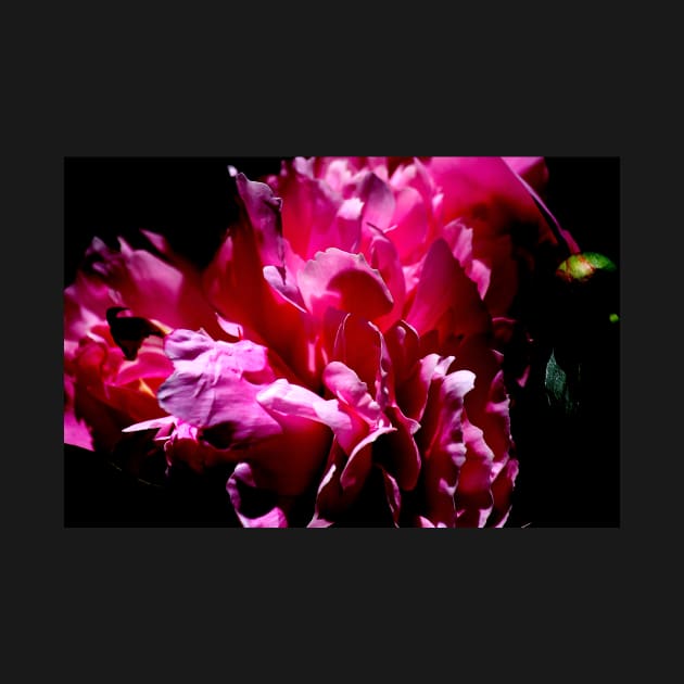 Peony Blossom by photoclique