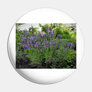 Flowering Sage Pin