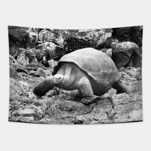 vintage photo of galapagos tortoise Tapestry