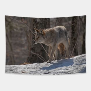 Coyote Tapestry