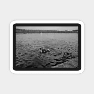 Muscovy duck on the Norfolk Broads Magnet