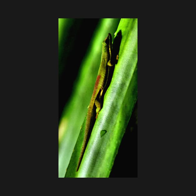 Day Gecko, Madagascar by Carole-Anne