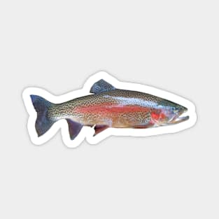 Fish Magnet