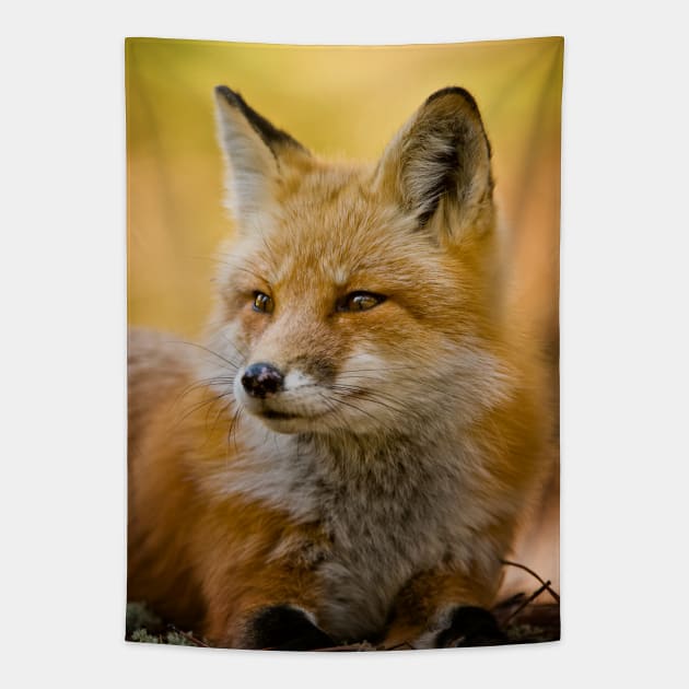 Red Fox Tapestry by jaydee1400