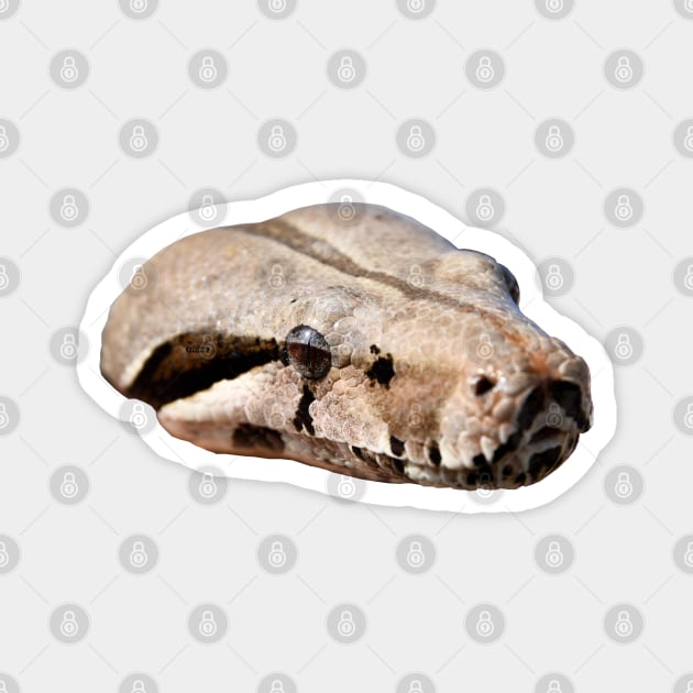 Boa Snake Head / Swiss Artwork Photography Magnet by RaphaelWolf