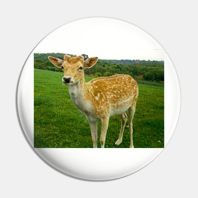 Are You Looking at Me Deer Pin by tomg