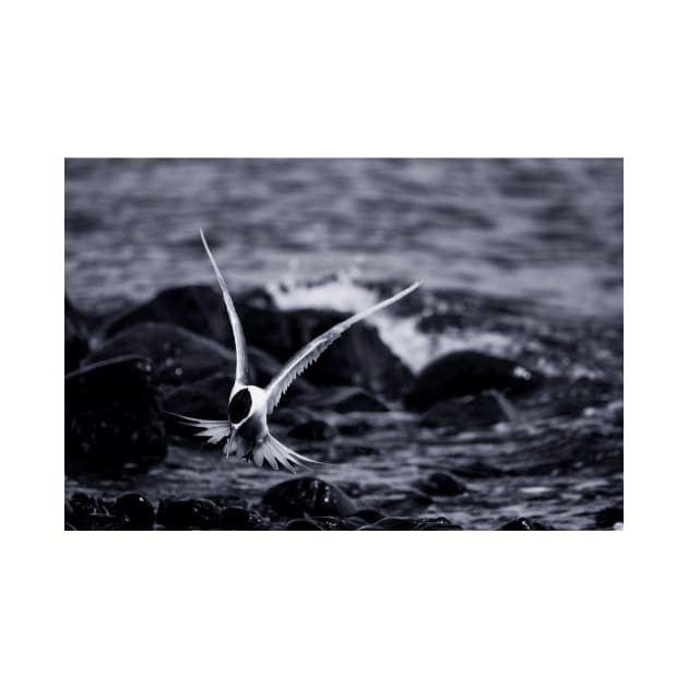 Crested Tern_VOA8098 by seadogprints