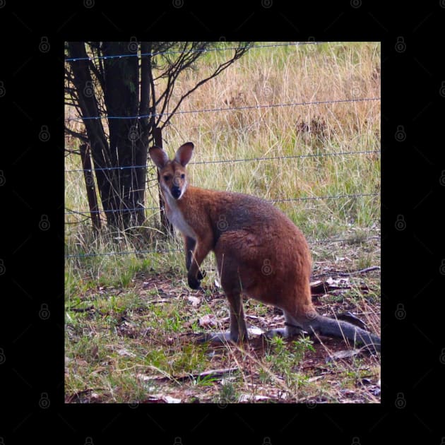 Red Necked Wallaby! by Mickangelhere1