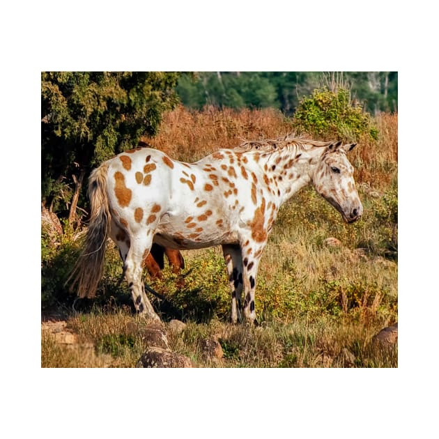 Appaloosa by joesaladino