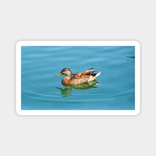 Duck Swimming In The Water. Magnet