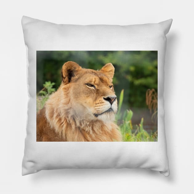 Watchful lion Pillow by HazelWright