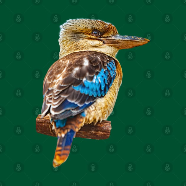 Kookaburra by dalyndigaital2@gmail.com