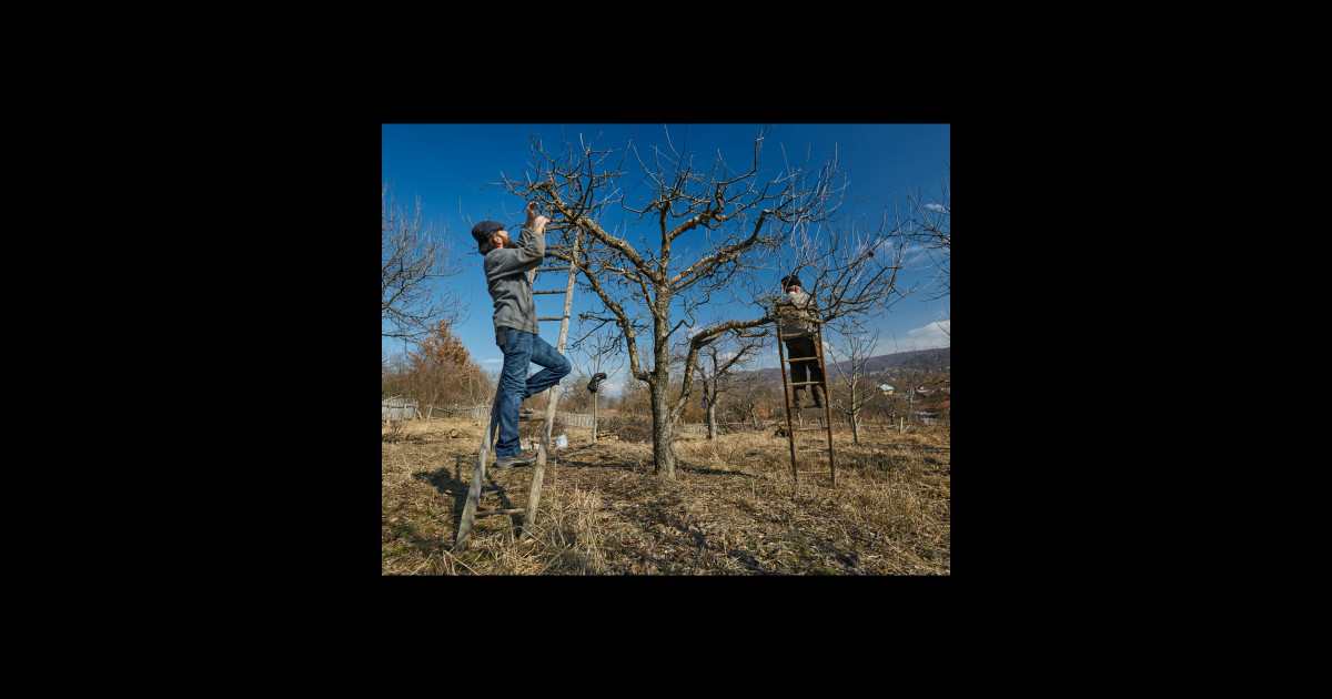 Pruning apple trees - Cleaning - Sticker | TeePublic