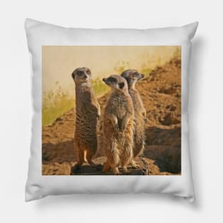 Compare the Meerkats Pillow