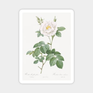 Rosa alba flore pleno, also known as Ordinary White Rose from Les Roses (1817–1824) by Pierre-Joseph Redouté. Magnet