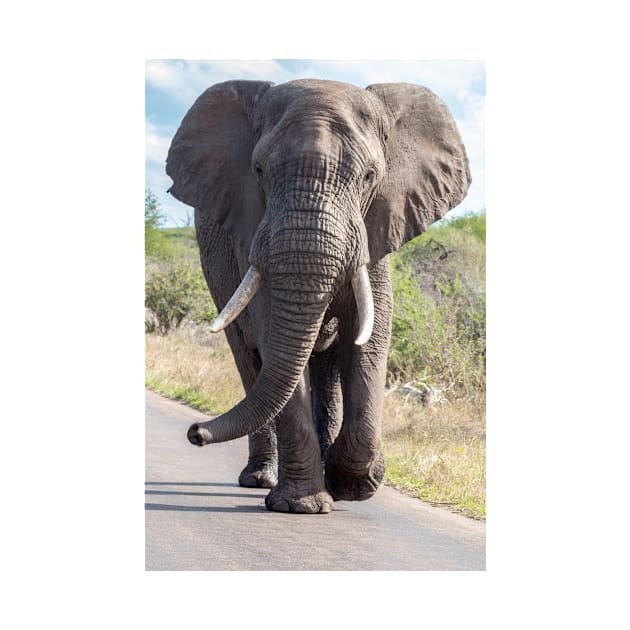 Huge Elephant on the Road, Krüger National Park by holgermader