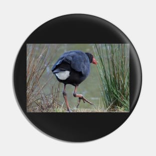 Moorhen - photography by Avril Thomas Pin