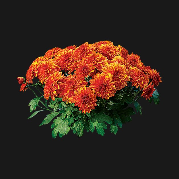 Chrysanthemums - Orange Chrysanthemum Bouquet by SusanSavad