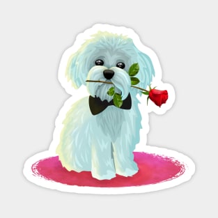 Maltese with Rose Magnet