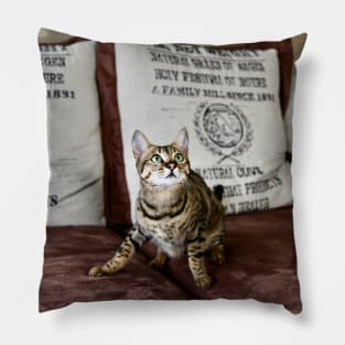 Savannah cat Pillow