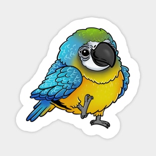 Cute Walking Blue and Yellow Macaw - Parrot Bird Birb - Chibi Kawaii Anime Magnet