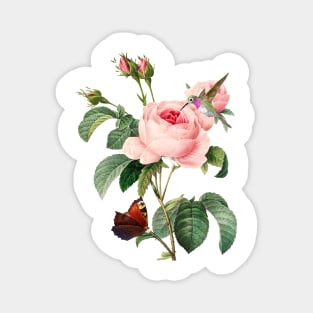 Annas Hummingbird Rose Gift for Bird Lovers Magnet