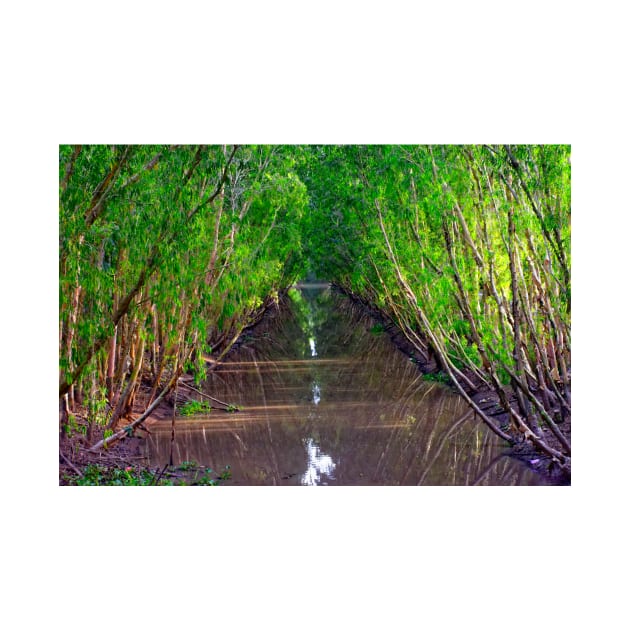 Waterway in the Tra Su Cajuput Forest, Vietnam by BrianPShaw