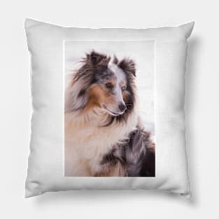 Shetland Sheepdog Portrait Pillow