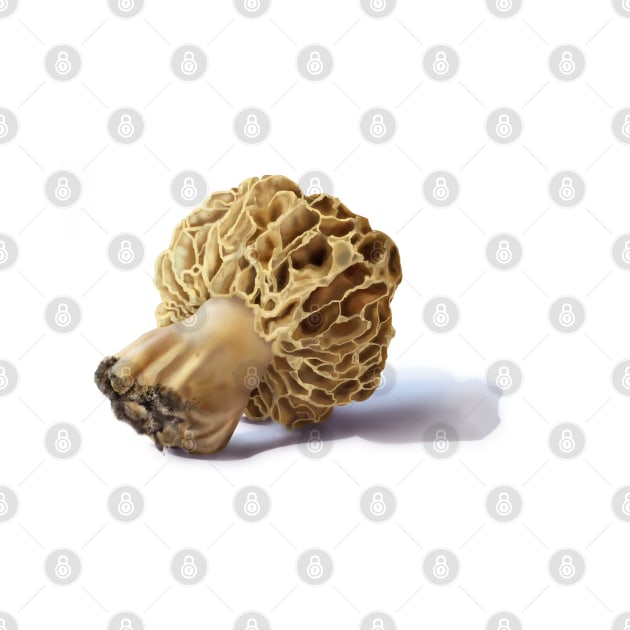 Golden Morel Illustration by emadamsinc