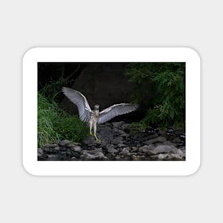 'Night Heron'...Superheron! or Superhero? Magnet