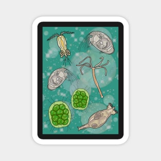 Freshwater Organisms Magnet