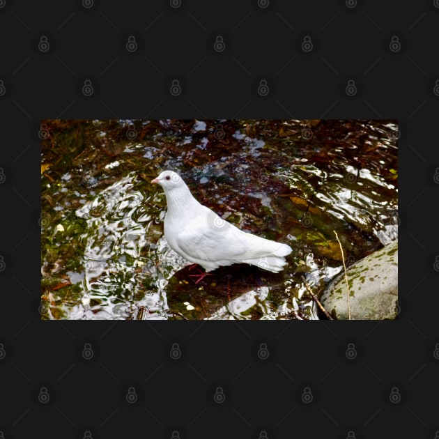 The White Dove by Mickangelhere1