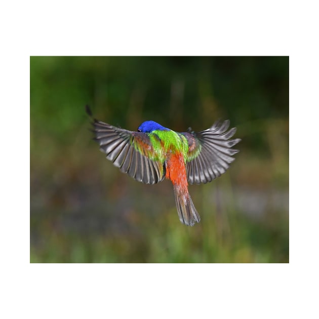 Painted Bunting Bird Flying Colors by candiscamera