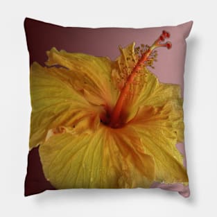 beautiful yellow hibiscus on gradient Pillow